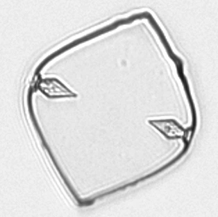 Мочевая кислота