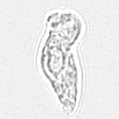 Переходный (средний)