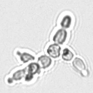 Дрожжевые клетки
